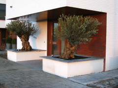Hovenier Odon Hogendoorn Zevenhuizen   10