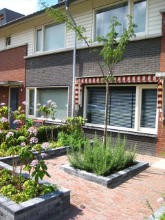 Hovenier Odon Hogendoorn Zevenhuizen   2